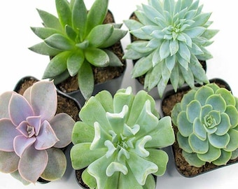 Mini Sukkulenten Samen Mix - Bonsai Gartenpflanzen