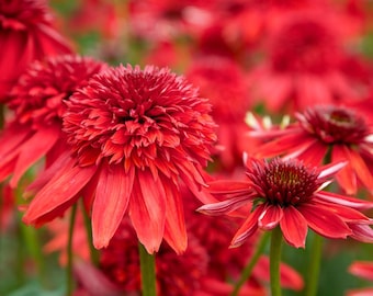 Doppelte Kaskaden-Petunie - Samen - Gekräuselte Blüten