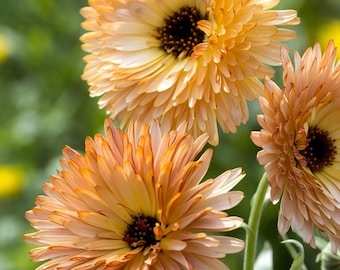 Ringelblumensamen - Surprise Garden Blooms
