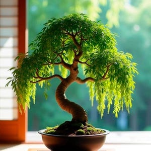 May include: A meticulously crafted bonsai tree with vibrant green foliage and a gracefully curved trunk. The miniature tree is planted in a dark, round ceramic pot, sitting on a wooden table. The background features a blurred view of a window and natural light.