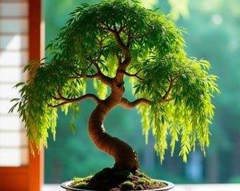 Zwergweide Bonsai Samen - Baumpflanzen für Innenräume
