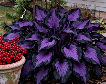 Rainbow Funkie Samen - Bunt schattige Gartenpflanzen