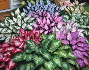 Mixed Hosta Samen - mehrjährige schattige Gartenpflanzen