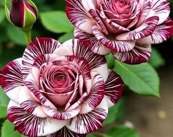 Dunkle Rose Samen - seltene Gartenblumen