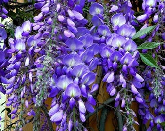 Lila Glyziniensamen - Blue Moon Kletterranke