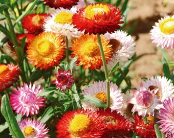 Strohblumensamen-Mix - Papier Gänseblümchen Schnittblumen