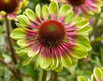 Sonnenhut Samen - Echinacea Blüten