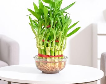 Lucky Bamboo 3 Stiele - Lebende Zimmerpflanzen Set