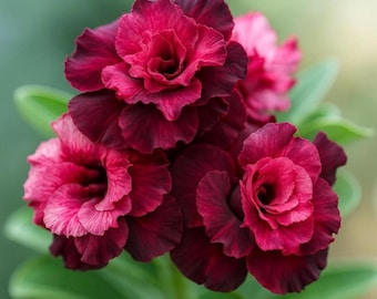 Wüstenrose Samen - Adenium Bonsai Pflanze