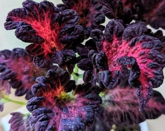 Black Dragon Coleus Samen - Lebendige Laubpflanzen