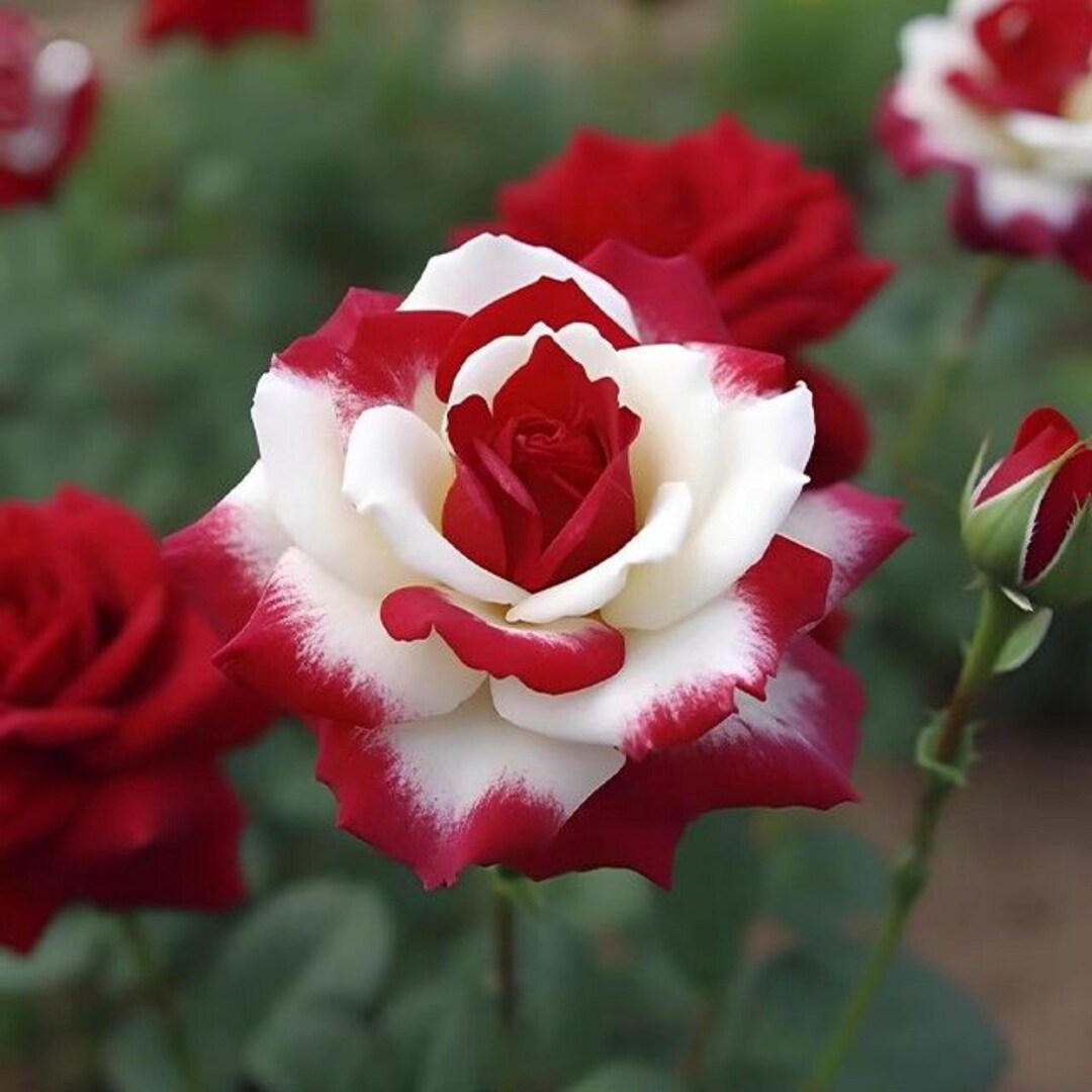 Rare Twin Red White Rose Seeds – Heirloom Flower Seeds - Etsy