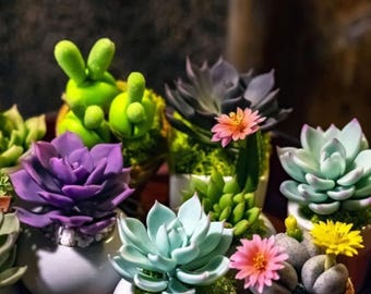 Seltene Sukkulenten & Kaktus Samen Mischung - Exotische Pflanzen