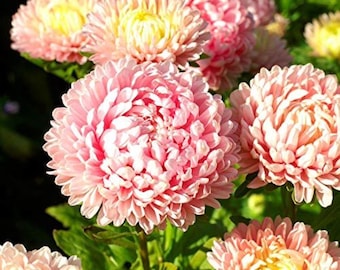 Duchess Peony Aster Samen - Große Gartenblumen