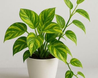 Lebende Zimmerpflanzen 6er Set - Zimmerpflanzen einfach