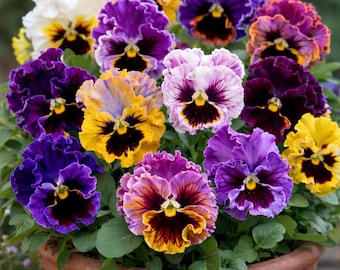 Stiefmütterchen Samen - Essbare Winterhart