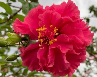 Doppelpfingstrose Hibiskussamen - Riesenblumen