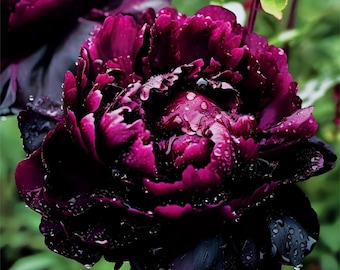 Pfingstrose Samen - Seltene Gartenblumen