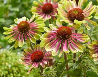 Sonnenhut Samen - Echinacea Blüten