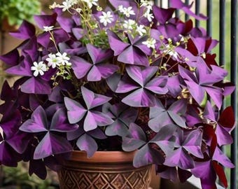 Oxalis Triangularis Blumenzwiebeln - Lila Kleeblatt Blume Pflanze
