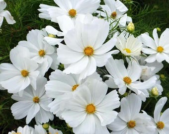 Cosmos Purity White Samen - Heirloom Wildblumen