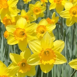 Puede incluir: Primer plano de narcisos amarillos brillantes con centros naranjas. La imagen muestra varias flores nítidas, con otras ligeramente borrosas. Las flores destacan sobre un fondo de follaje verde.