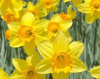 Gelbe Narzissen - Riesenblumen