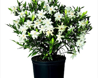 Frostsichere Gardenie-Pflanze - Weißblütenstrauch