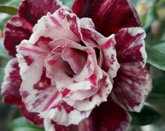 Wüstenrose Samen - Bunte Adenium Blüten