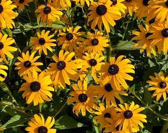 Black Eyed Susan Samen - Wildblumen Gartenblüten
