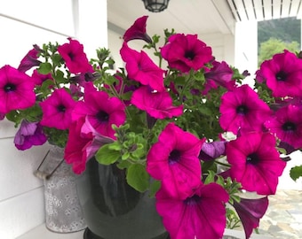 Wilde Petunia Samen - Gartenblumen