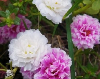 Portulaca Bodendecker - Double Moss Rose Samen