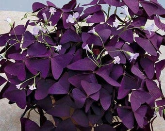 Oxalis Triangularis - Blumenzwiebeln - Lila Kleeblatt