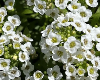 Weißer Alyssum-Samen - Teppich-Bodendecker