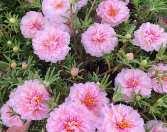 Moosrose Samen - Portulaca Bodendecker