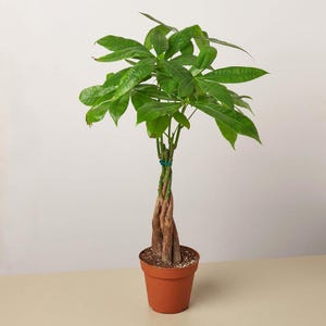 Puede incluir: Una planta de árbol del dinero en una maceta de terracota. La planta tiene un tronco trenzado y hojas verdes vibrantes. La maceta está llena de tierra y se encuentra sobre una superficie clara.