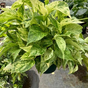 May include: A hanging pothos plant with vibrant green and yellow variegated leaves. The plant is in a dark green pot and suspended from a black hook. The leaves have a speckled pattern, creating a lush and textured appearance. The background shows a greenhouse setting.