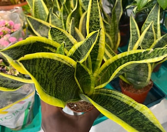 Snake Plant Laurentii
