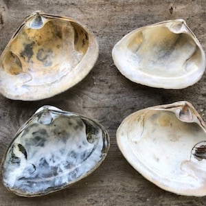 4 Medium Clam Shells Atlantic Surf Sea Clams 3-4 Inches long Crafts Vanity Shell Dish Ocean Decor Coastal Theme Favors
