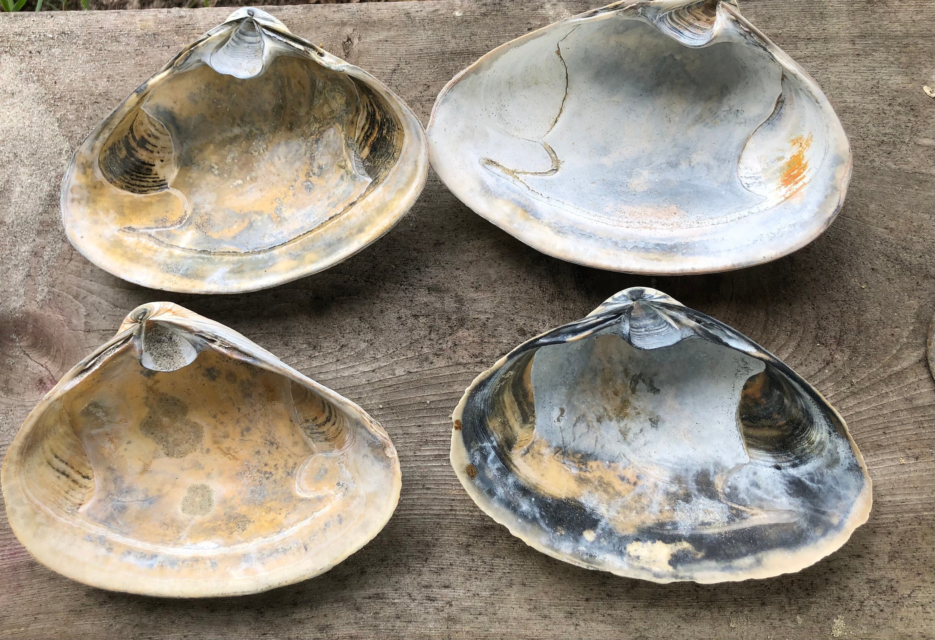 Extra Large Atlantic Surf Clam Shells – 5-6 Inch Crafts, Coastal Decor ...
