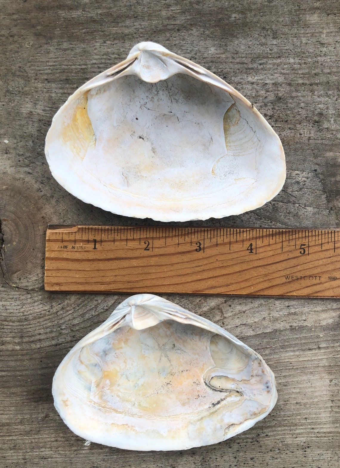 4 Extra Large Clam Shells Atlantic Surf Sea Clams 46 Inches Etsy
