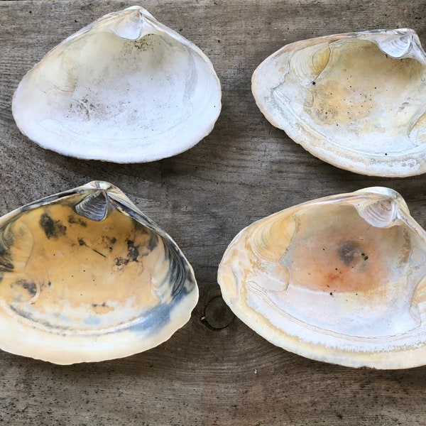 Clam Shells Atlantic Ocean Clams 4-5 Inches long Set of 10  -  Shell Ocean Decor Coastal Theme Favors Crafts Decoupage