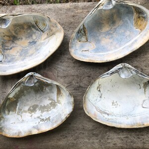 Clam Shells 4 EXTRA Large Clam Shells Atlantic Surf Sea 5 6 Inches Long ...