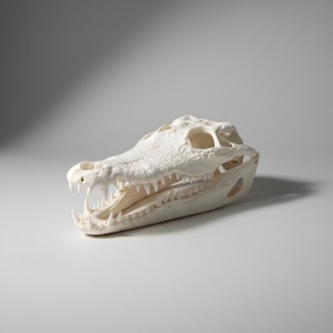 May include: An off-white alligator skull with sharp teeth and eye sockets. The skull is on a white surface, with shadows. Ideal for educational use or as a decorative item. The skull's dimensions are approximately 30 cm in length.