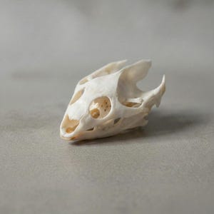 May include: An off-white reptile skull, displaying detailed bone structure and eye sockets. The skull is set against a neutral grey backdrop, emphasizing its natural form and texture. The soft lighting accentuates the delicate features of the skull.