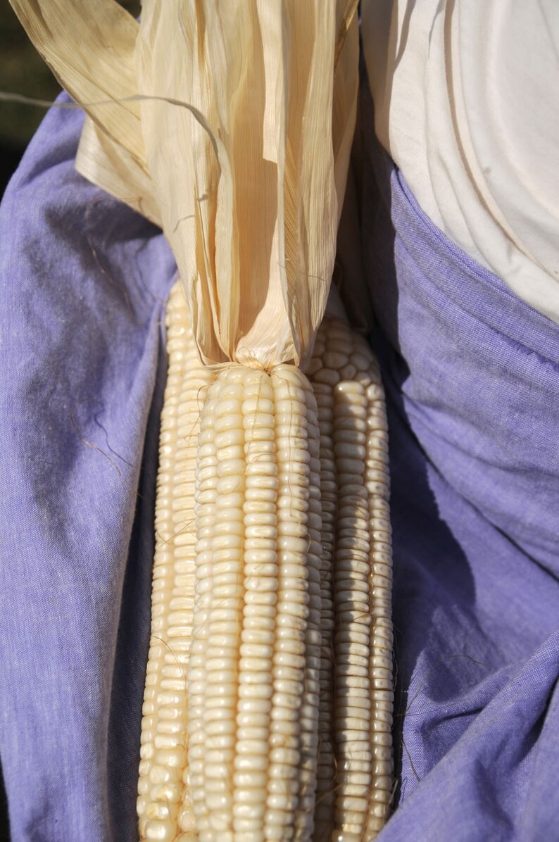 5LB GRITS Hickory King Corn Heirloom Etsy