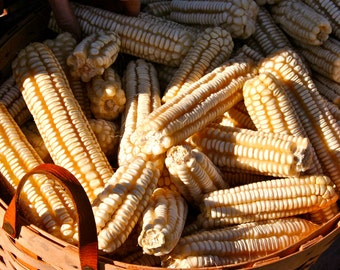 Hickory King Cornmeal – Heirloom Polenta Grits, Gluten Free (1.5 Lbs)