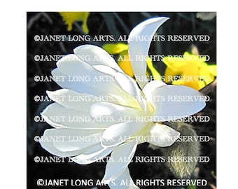 DIGITAL DOWNLOAD 2 JPEG images Flower Nature Photography Black White Spring Star White Cream Ivory Daffodils Magnolia stellata Yellow