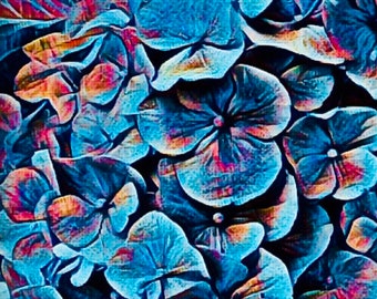 HYDRANGEA, my digital photography rendered  in an ALTERNATIVE COLORWAY.