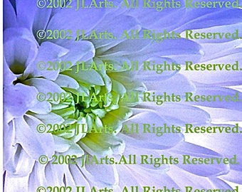 SET of 3 DIGITAL DOWNLOAD images White Flower Photography Mum pastel lime green lilac ethereal dreamy Janet Long Arts