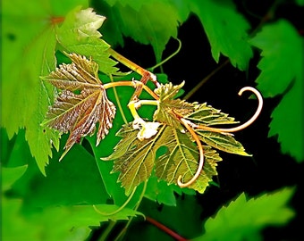 DIGITAL DOWNLOAD Nature Photography 'Promise' Green Gold Grape Vine new growth shoot